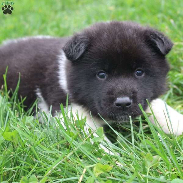AKC Bear, Akita Puppy